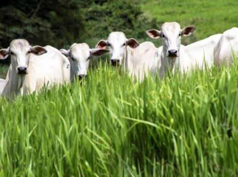 Segundo o Sistema Faemg Senar, no Triângulo Mineiro, o projeto atendeu 2.722 produtores e recuperou mais de 37 mil hectares (Foto/Reprodução)