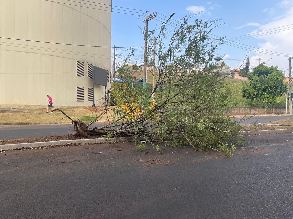 A suspeita é de que a árvore tenha caído com as fortes rajadas registradas entre sexta-feira (11) e domingo, quando ocorreu o flagra (Foto/Divulgação)