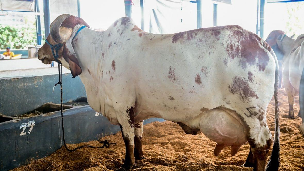 A vaca Darlin FIV da Cabo Verde bateu a marca mundial de produção de leite da raça gir leiteiro durante o Concurso Leiteiro, atingindo 84,540kg de média (Foto/Divulgação)