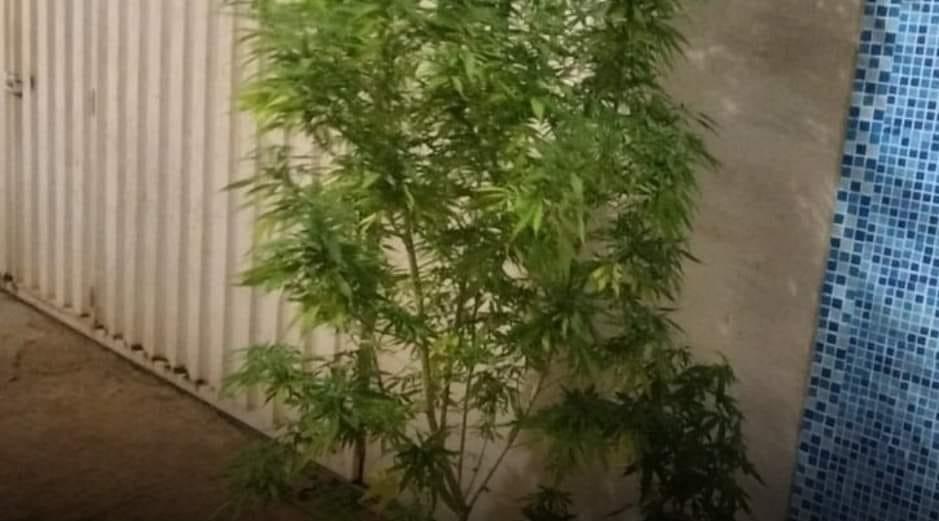 Pé de Cannabis sativa encontrado pela Polícia Militar na casa do suspeito, no bairro Jardim Maracanã (Foto/Divulgação)