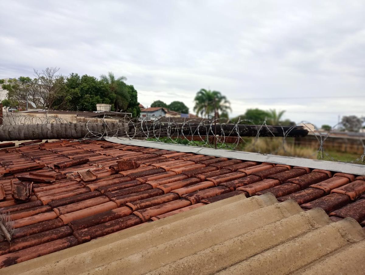 Árvore estava plantada em um lote vago e pertence a um proprietário ainda não identificado (Foto/Divulgação)