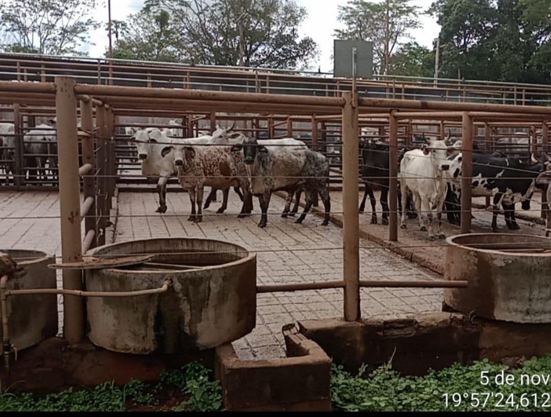 No frigorífico fiscalizado por diferentes órgãos, animais aguardavam o abate (Foto/Divulgação)