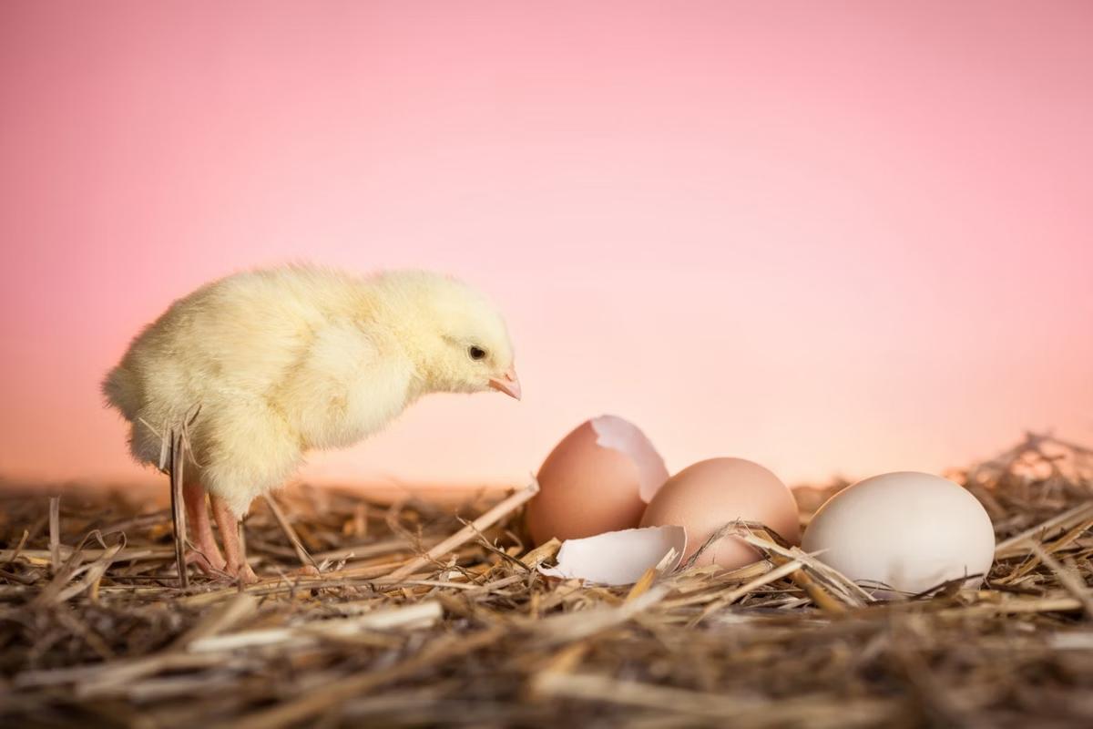 Estudo indica que o ovo surgiu primeiro que a galinha (Foto/Freepik)