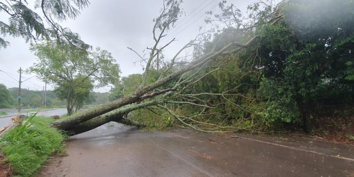 Um dos maiores problemas é a existência de árvores inadequadas embaixo da rede elétrica, oferecendo risco, explica a Cemig (Foto/Arquivo)