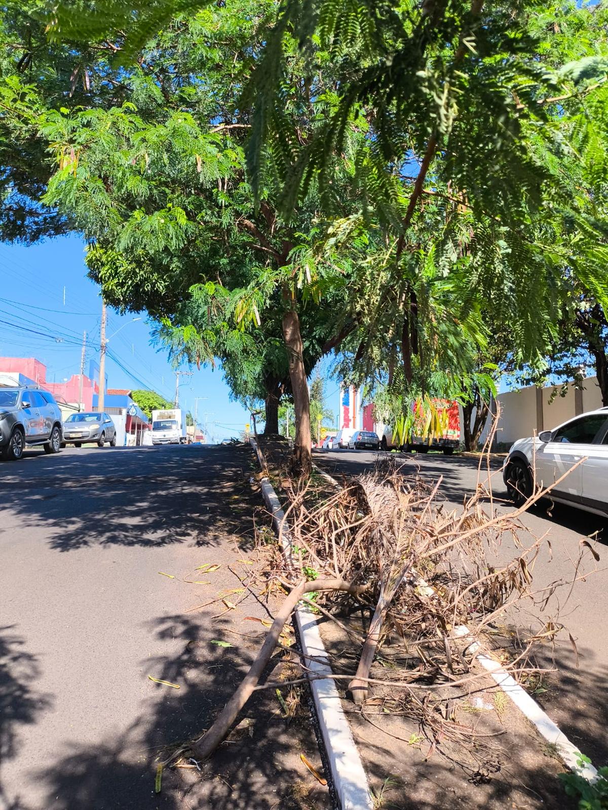 Denunciante apontou que, na avenida General Osório, algumas árvores posicionadas no canteiro central estariam invadindo a via e causando danos aos retrovisores (Foto/Divulgação)