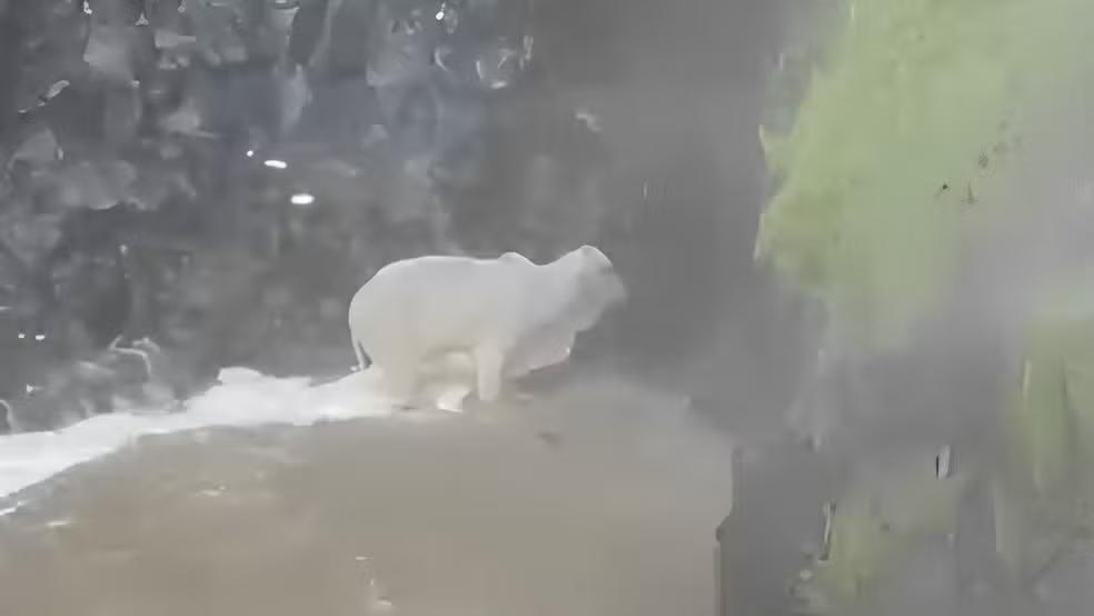 O animal foi encontrado em uma área de difícil acesso, o que exigiu que os bombeiros utilizassem técnicas de rapel para chegar até ele (Foto/Reprodução)