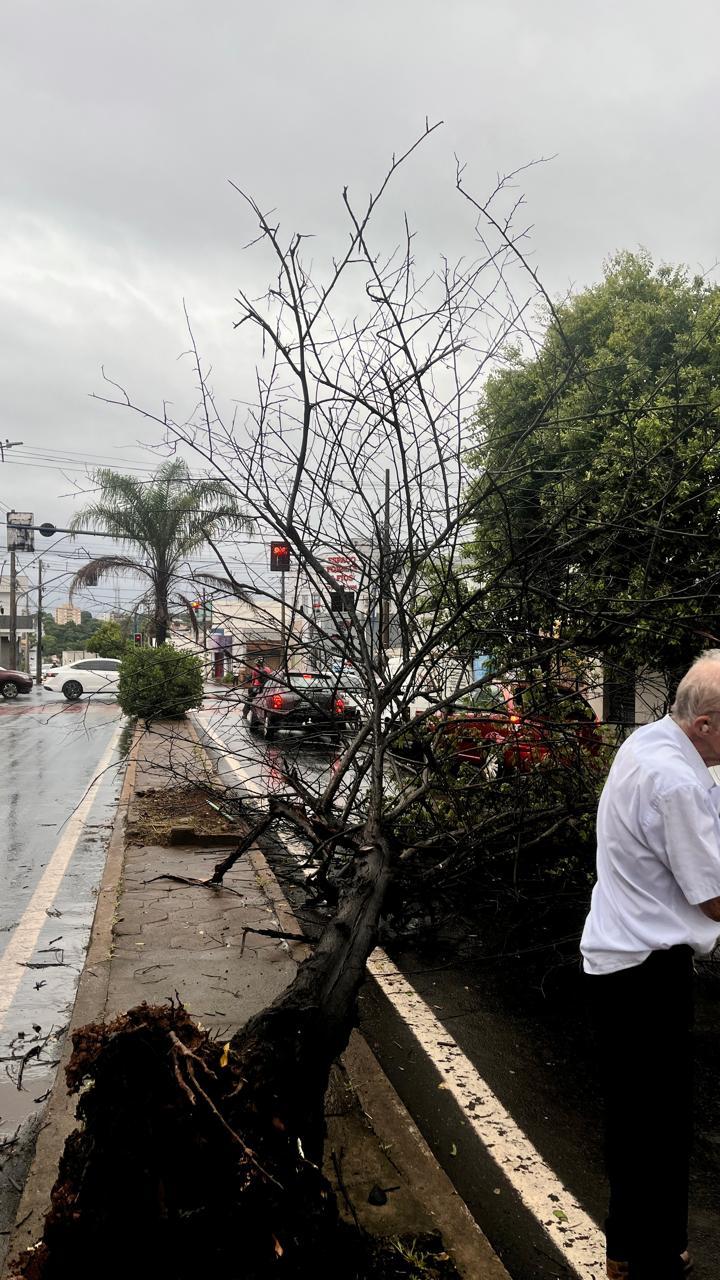 Queda de árvore registrada entre as ruas Oswaldo Cruz, General Osório e 15 de Novembro (Foto/Reprodução)