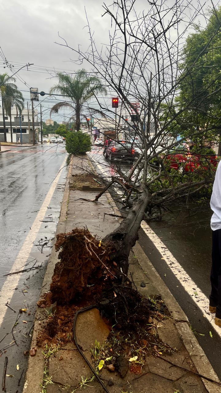 Queda de árvore registrada entre as ruas Oswaldo Cruz, General Osório e 15 de Novembro (Foto/Divulgação)