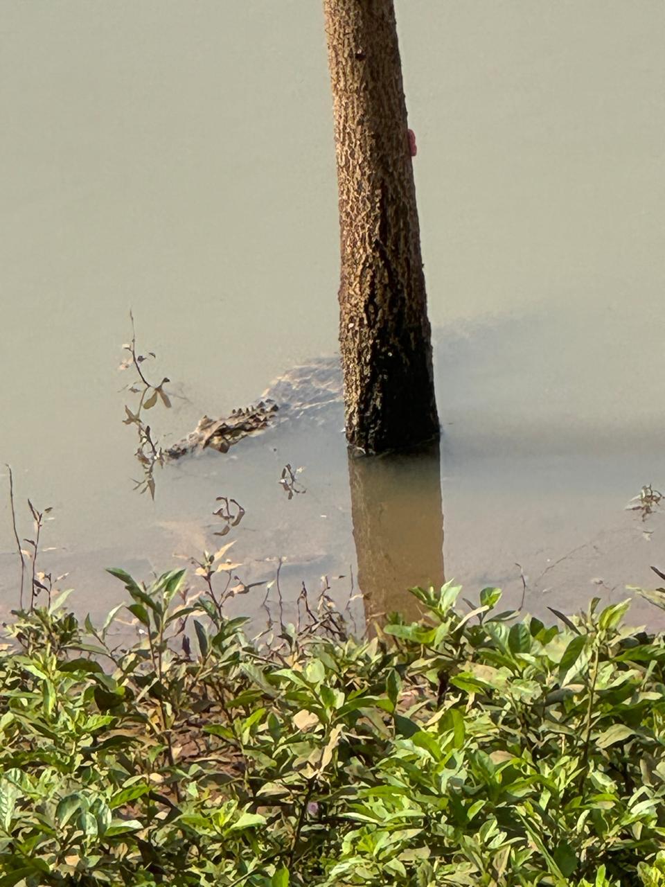 Jacaré foi avistado no Piscinão de Uberaba (Foto/Reprodução redes sociais)