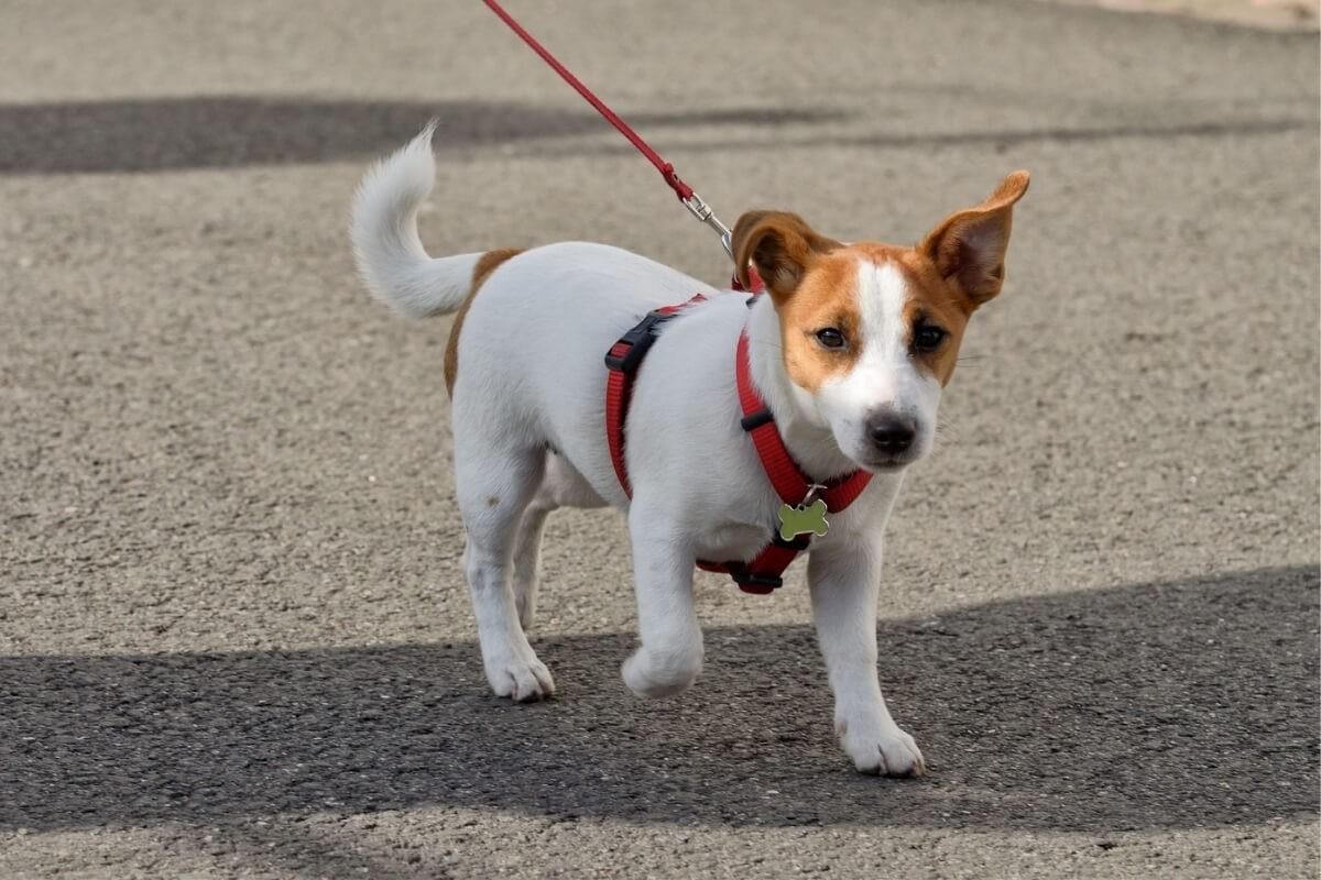 Planejar o primeiro passeio do cachorro garante a segurança e o conforto do animal (Foto: Imagem: aleksandr4300 | Shutterstock)