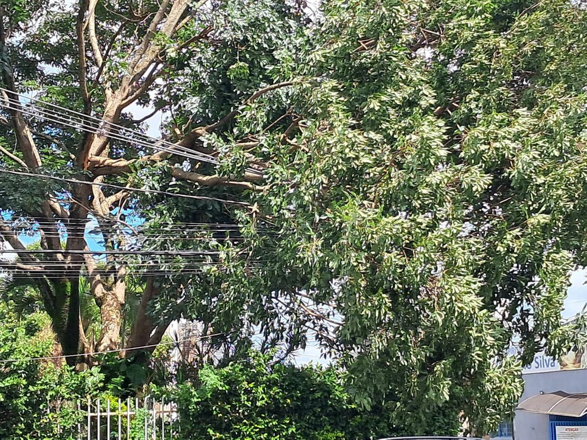 As árvores estão localizadas no cruzamento da rua Ituiutaba com a rua Araxá. (Foto/Divulgação)