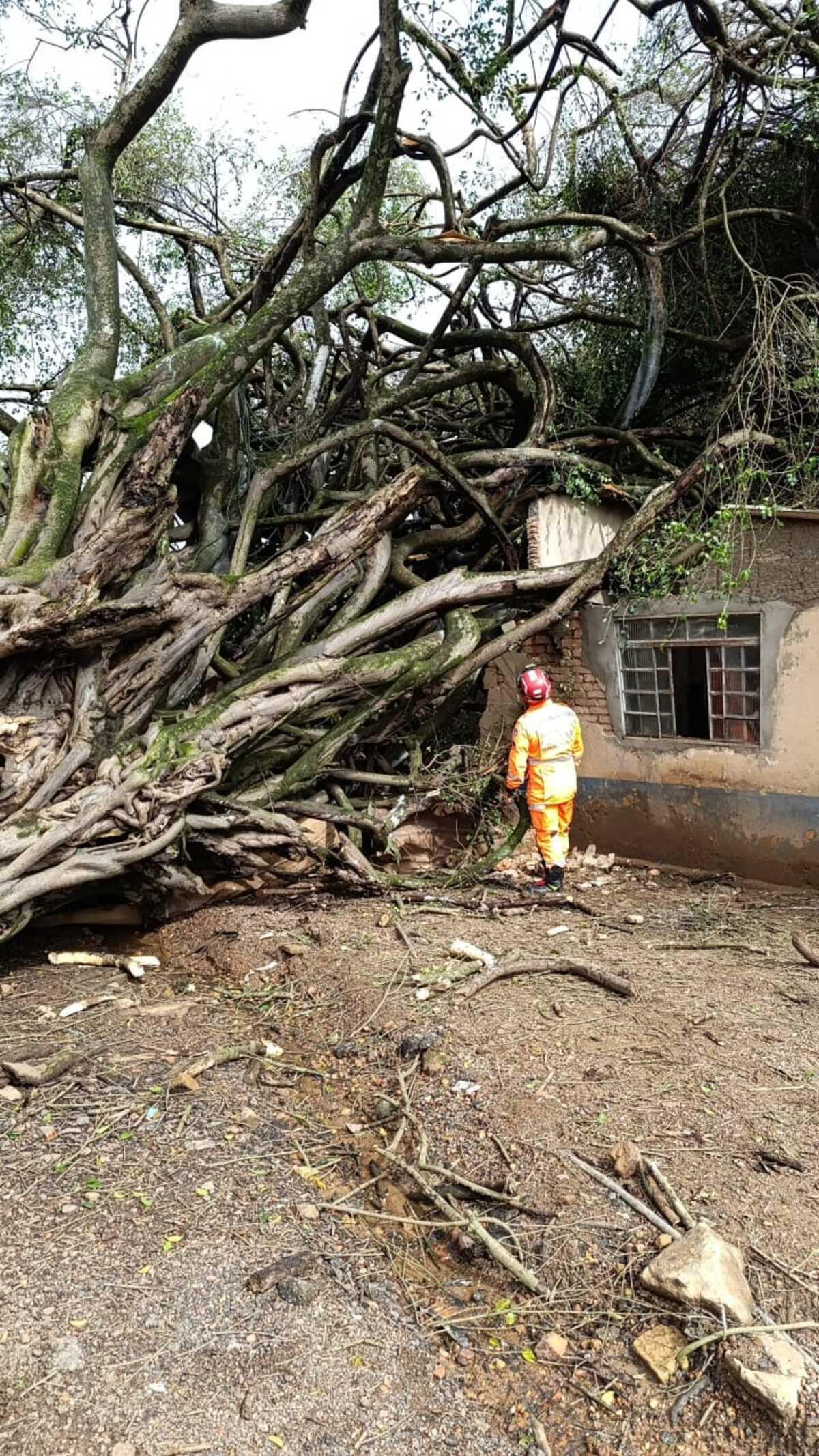 Caseiro foi atingido por árvore na zona rural de Araxá (Foto/CBMMG/Divulgação)