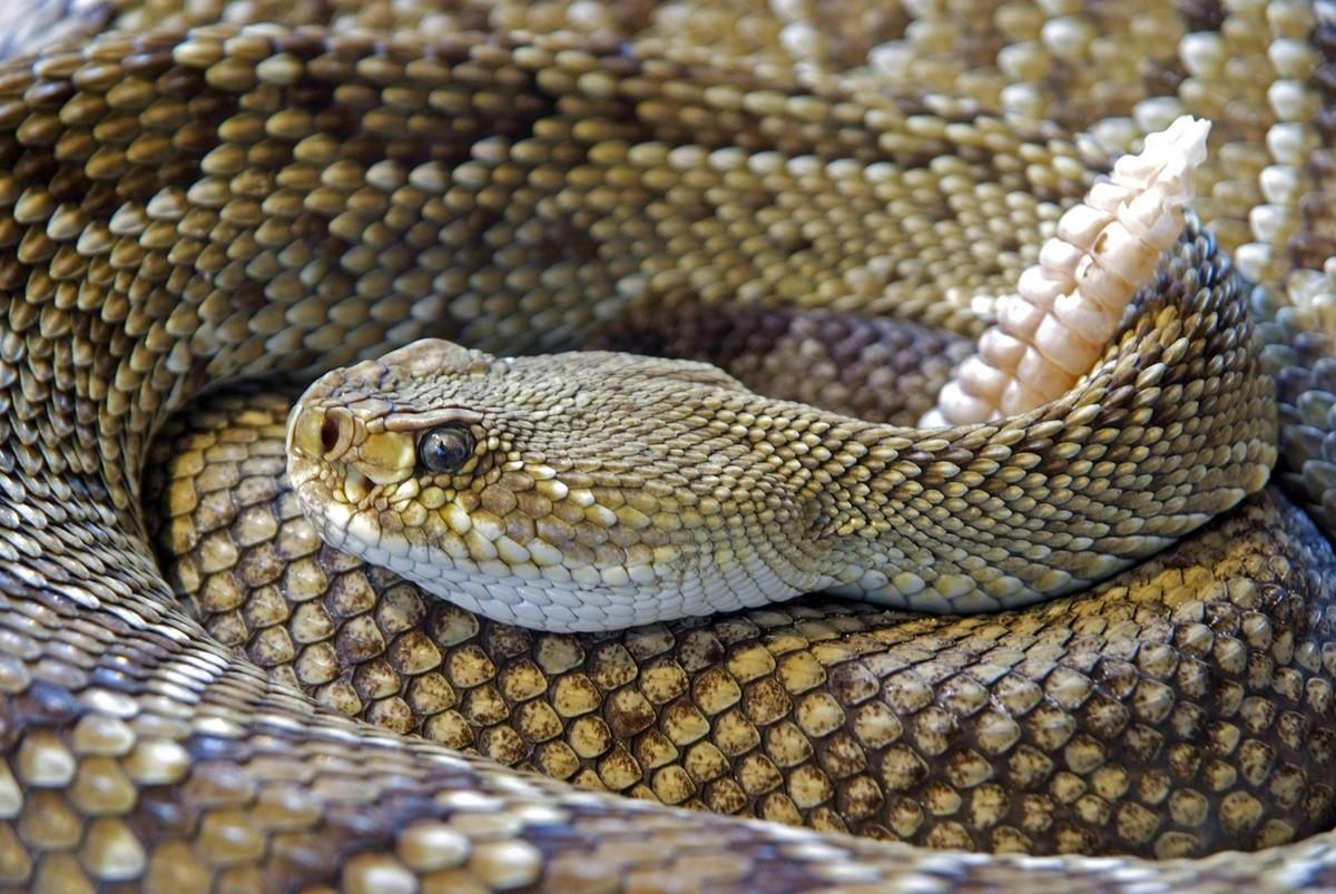 Último Ano da Serpente antes de 2025 foi 2013 (Foto/Pexels/Reprodução)