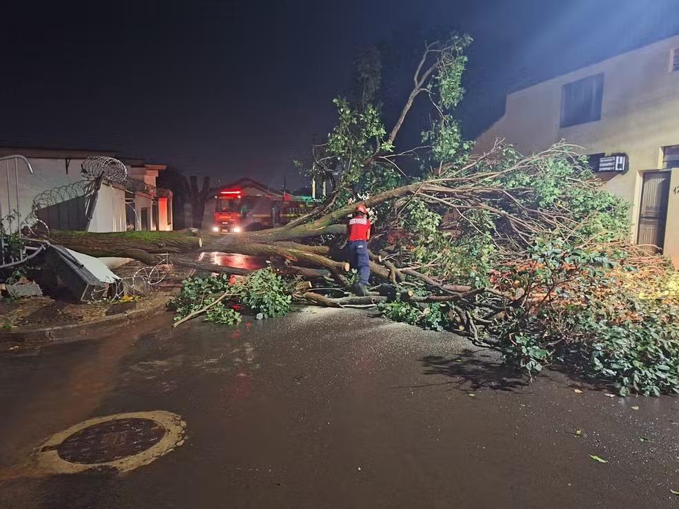 Temporal provocou queda de árvores (Foto: Corpo de Bombeiros/Divulgação)