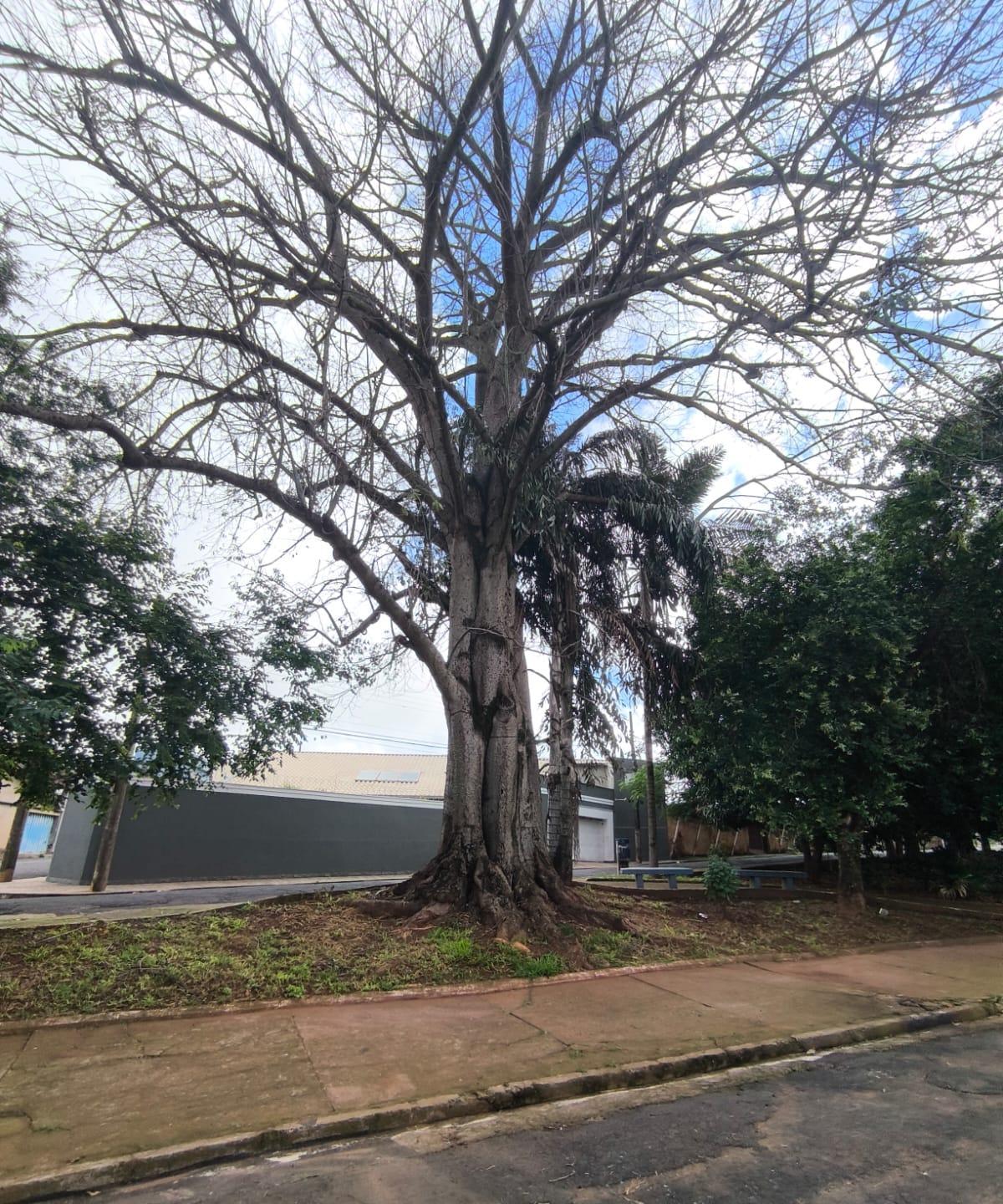 A árvore apresenta galhos secos e algumas perfurações no tronco (Foto/JM)