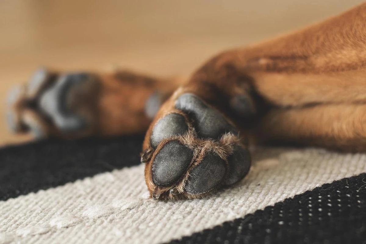 Maus-tratos contra cães prevê pena de até cinco anos de prisão (Foto/IMAGEM ILUSTRATIVA/Divulgação/Pixabay)
