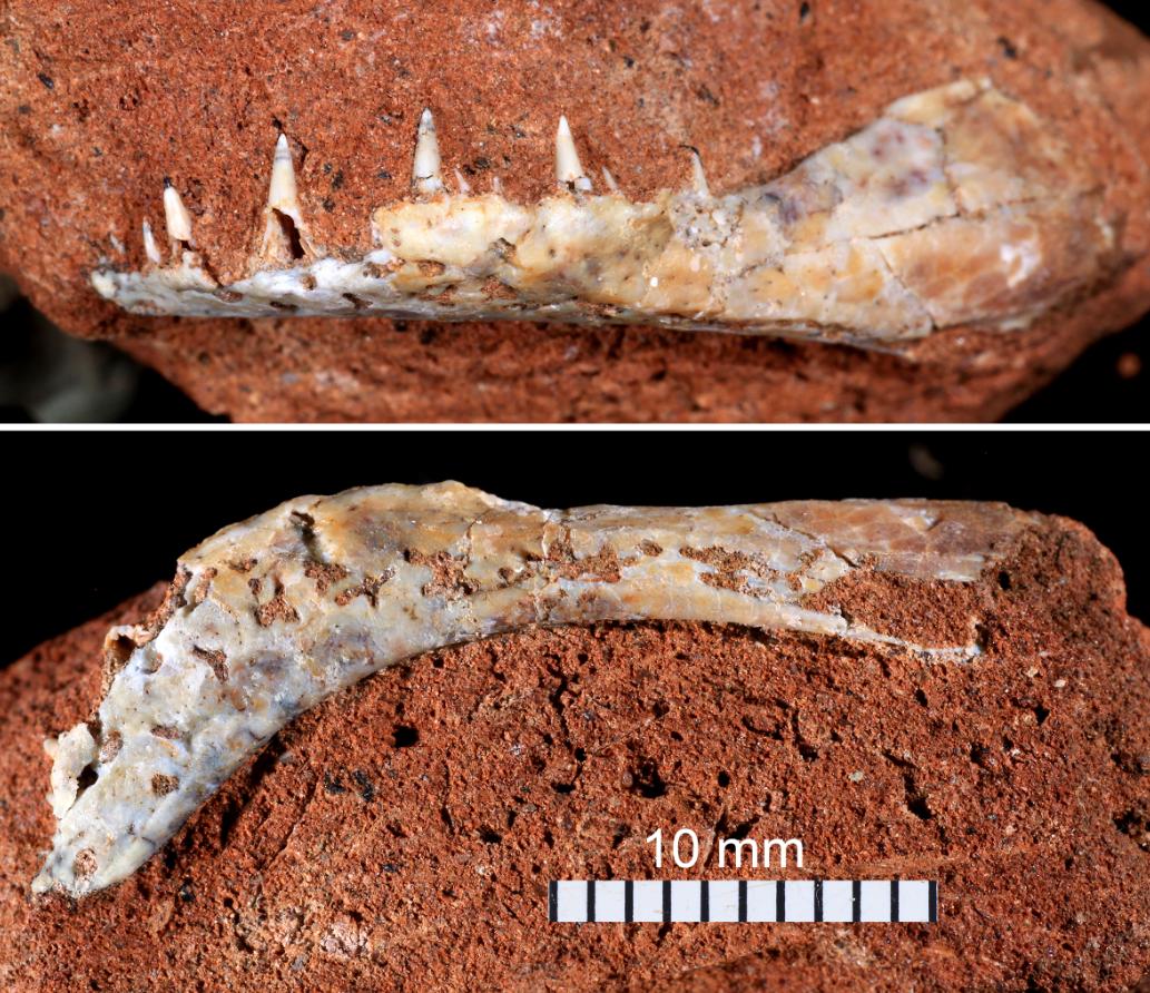 Mandíbula do novo peixe fóssil de Campina Verde, Britosteus amarildoi, em vista lateral esquerda (acima) e em vista ventral (abaixo) (Foto/Agustín Martinelli)