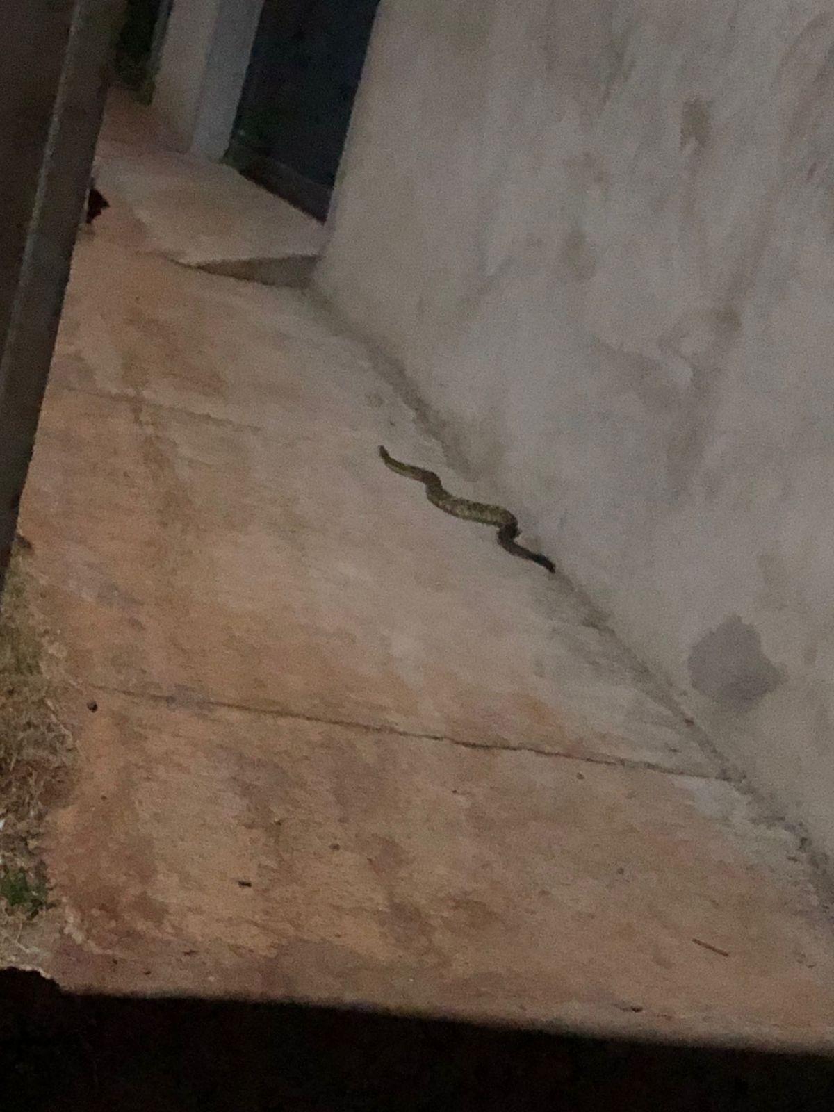 Cobras são encontradas regularmente no local (Foto/Leitor)