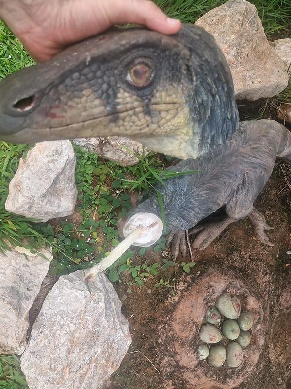 A escultura de uma Maniraptora em frente à igreja de Santa Rita, teve a cabeça arrancada por vândalos (Foto/Divulgação)