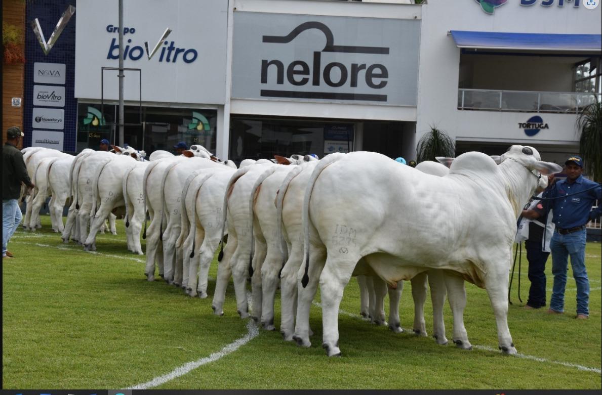 A Expoinel segue até o dia 9 de fevereiro e a entrada dos animais com as devidas inscrições vai até amanhã (Foto/Divulgação)