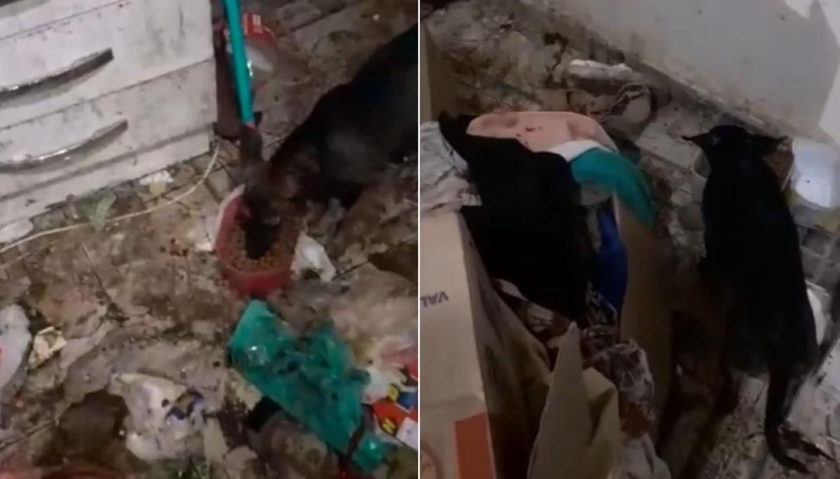 Imóvel é fiscalizado após denúncia de maus-tratos em Vespasiano (Foto/Arquivo pessoal/Reprodução)