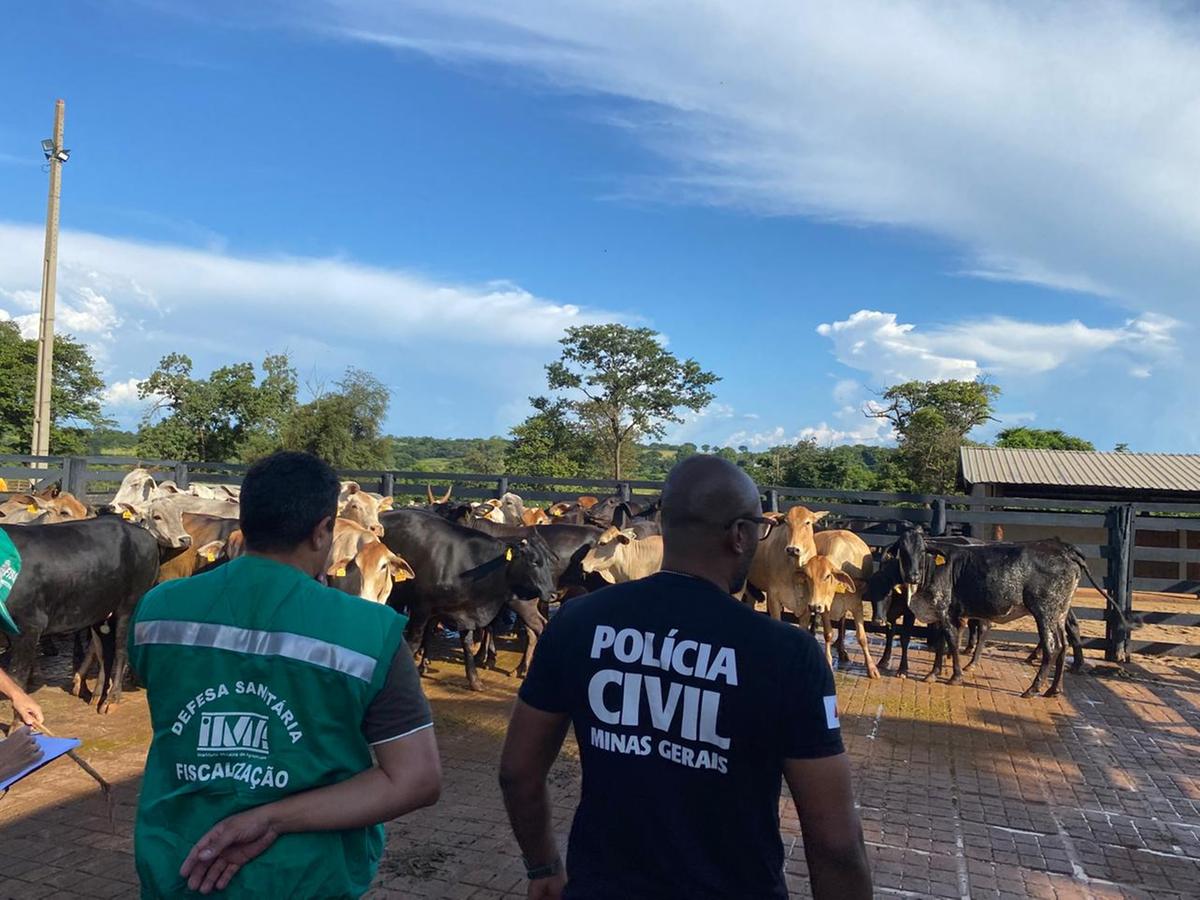 Polícia Civil foi acionada pelo Instituto Mineiro de Agropecuária, que detectou a irregularidade na entrada de leilão de elite no Parque Fernando Costa (Foto/Divulgação)