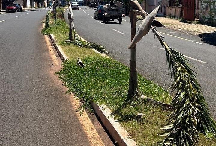 Palmeiras destruídas na avenida Coronel Joaquim de Oliveira Prata, em Uberaba 