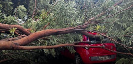 Segundo relatos de moradores, a chuva intensa e os ventos fortes provocaram a queda da árvore, que já apresentava sinais de fragilidade (Foto/Divulgação)