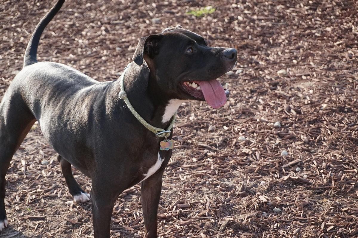 Menina de 12 anos foi mordida pelo próprio cão, da raça pitbull, ao tentar separar briga (Foto/Ilustrativa/Pixabay)