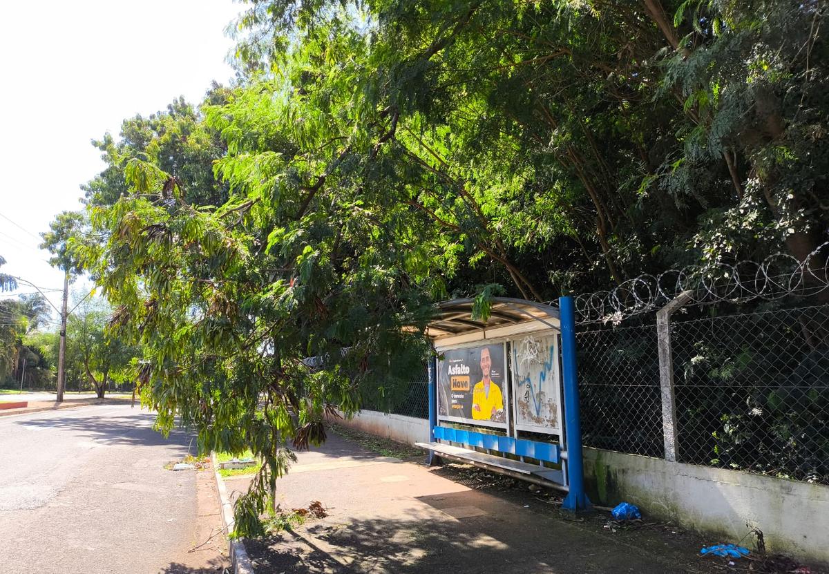 Um dos denunciantes registrou um galho de árvore caído sobre a cobertura do ponto de ônibus, em frente a mata (Foto/Divulgação)