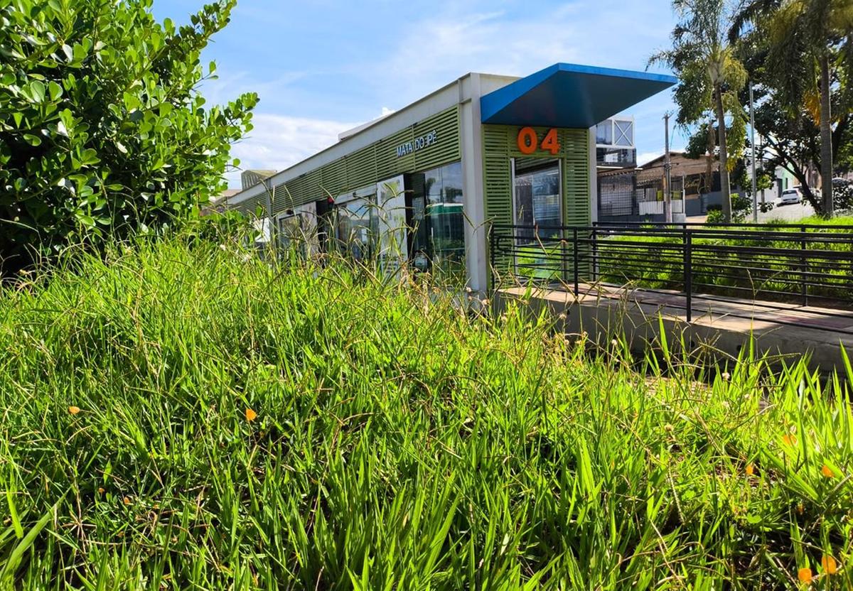 Completamente tomada pelo mato, o acesso de usuários da estação acaba dificultado, além de prejudicar também a visão de motoristas (Foto/JM)