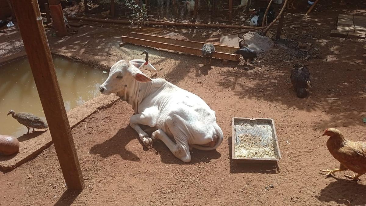 O animal tem idade aproximada de seis meses, e ainda não havia recebido marcação. (Foto/Divulgação)