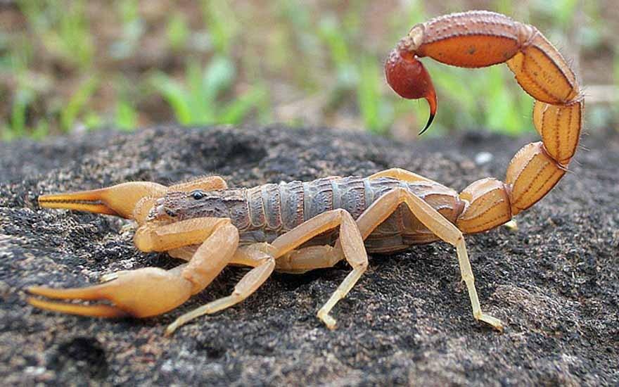  (Foto/Divulgação)