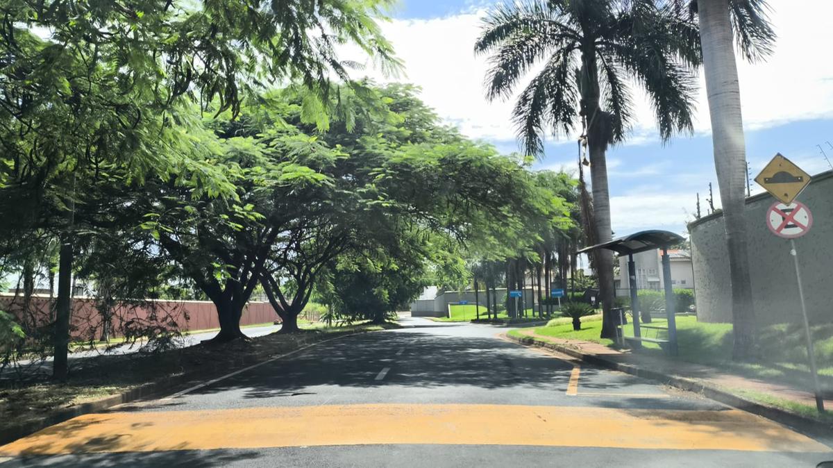 Falta de manutenção adequada das árvores da espécie flamboyant na avenida Claricinda Alves de Rezende gera reclamação (Fotos/Marcos Machado)