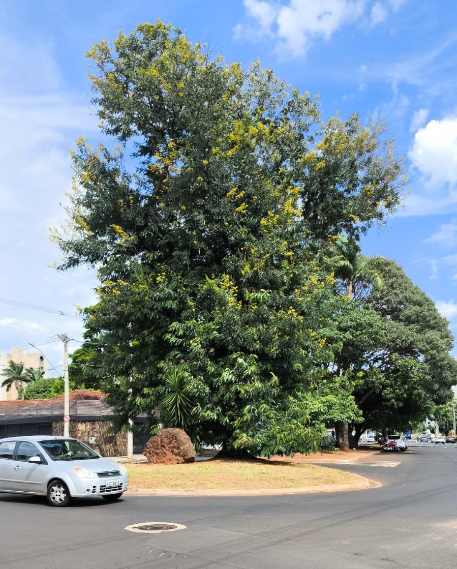 A espécie na rotatória da avenida Mozart Furtado Nunes, aparenta crescimento desgovernado. Assim, os galhos acabam atrapalhando a visão de quem trafega pelo local (Fotos/Marcos Machado)