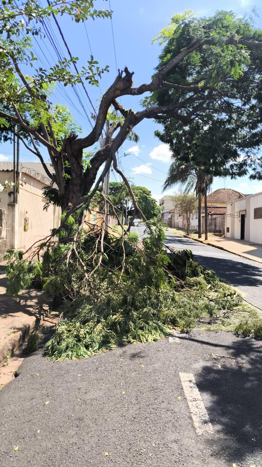 Galho caído obstruía a rua Tiradentes, no bairro Fabrício, atingindo a calçada e a faixa de estacionamento (Foto/Divulgação)