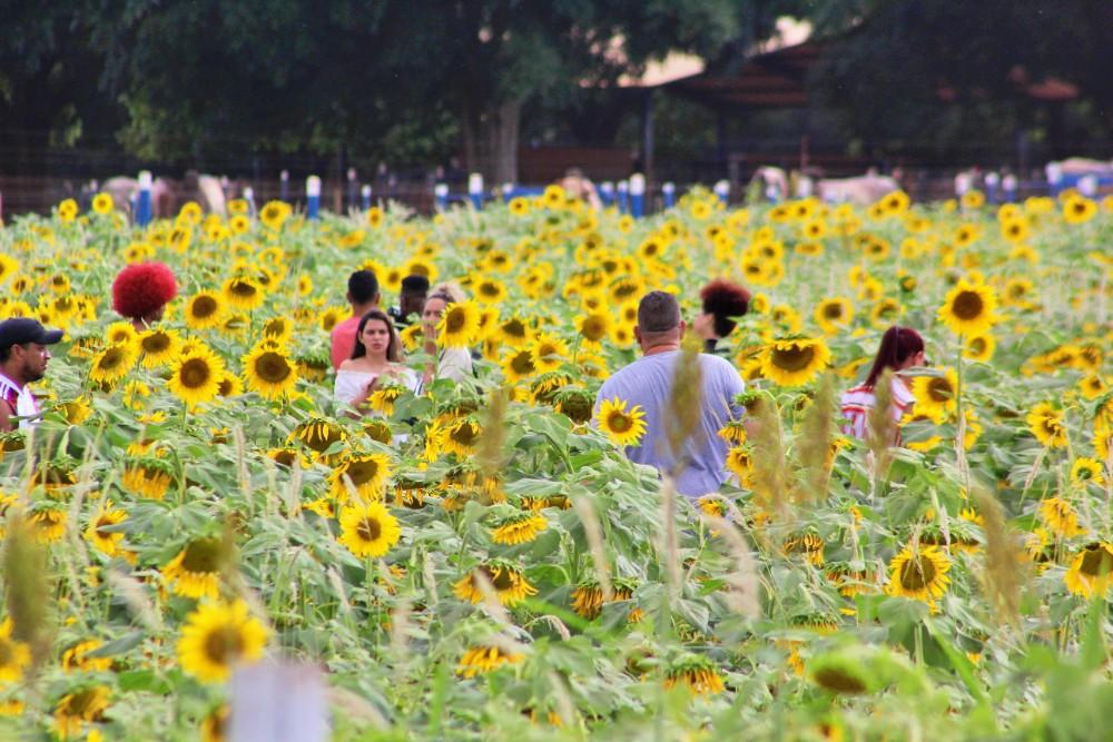 Plantado em uma área de 9,3 hectares às margens da BR-050, o campo virou ponto turístico nos últimos anos, atraindo centenas de visitantes em busca de registros fotográficos entre as flores (Foto/Divulgação)