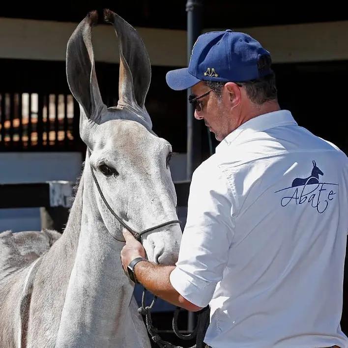 Rancho Abate apresenta o potencial do Jumento Pêga na ExpoZebu. (Foto/Rancho Abate)