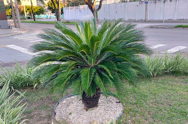 Apesar dos riscos, a Cycas revoluta continua sendo comercializada livremente na internet e cultivada em espaços públicos da capital paulista (Foto/Reprodução)