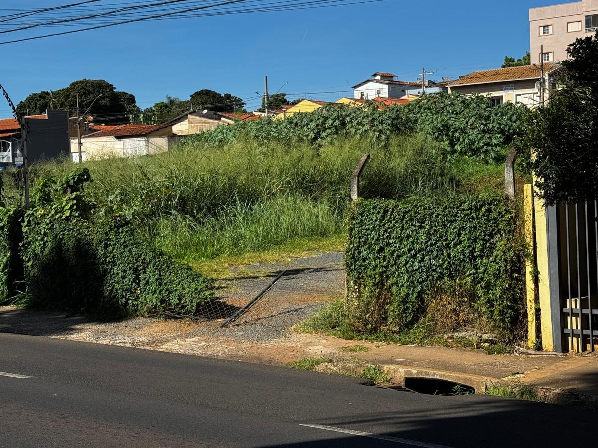 “Já faz meses que abri reclamação e nada acontece. Pés de mamona de quatro metros e roedores que parecem coelhos de tão grandes”, conta o leitor (Foto/Divulgação)