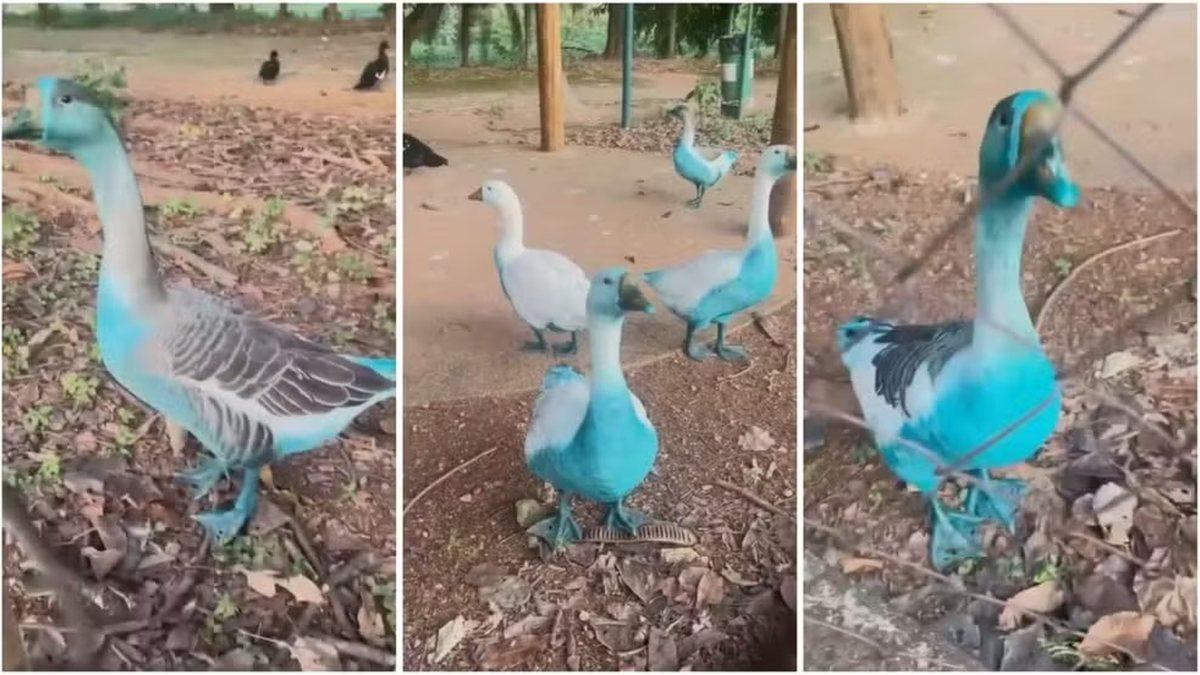 O impacto do corante no Córrego alterou as características da água, como a sua cor, e foi observada a mortandade de peixes (Foto/Reprodução)