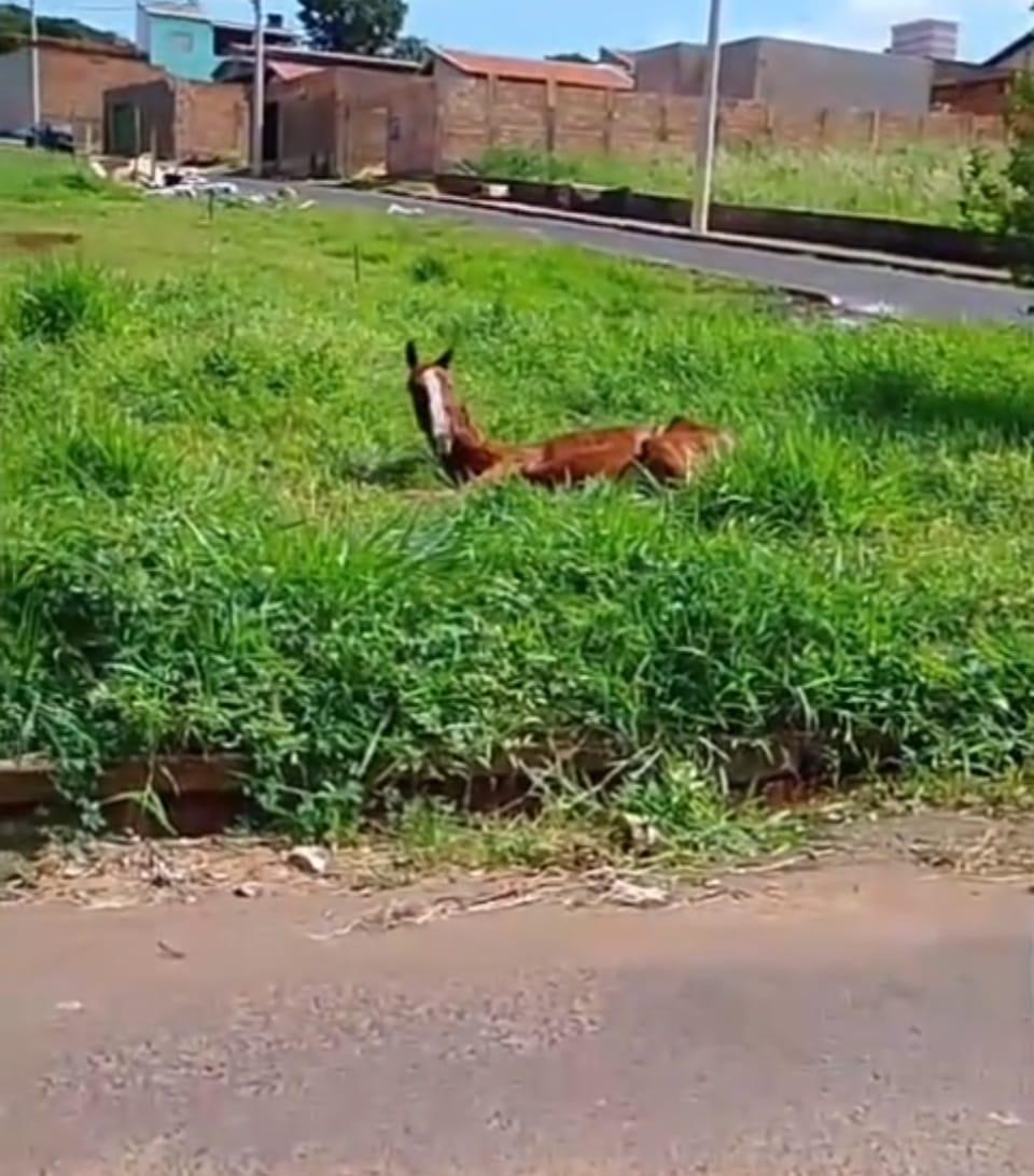 Denúncia feita por protetora de animais levou ao resgate do cavalo, que estava ferido e abandonado na Praça Lago Azul. (Foto/Reprodução)