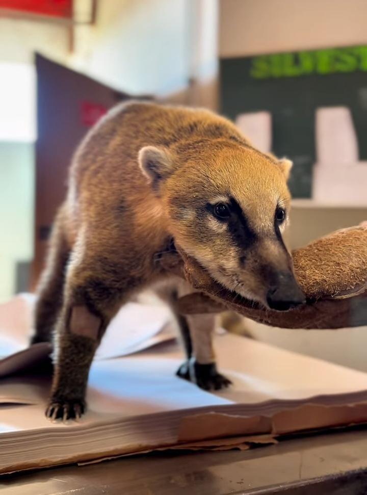 O quati recebeu o nome de Fred e segue recebendo cuidados (Foto/Reprodução)