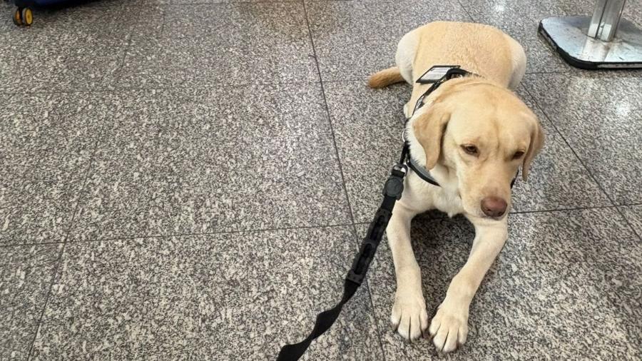 Em nota, a TAP afirma que a ordem judicial viola seu manual de operações e "colocaria em risco a segurança a bordo" (Foto/Divulgação)