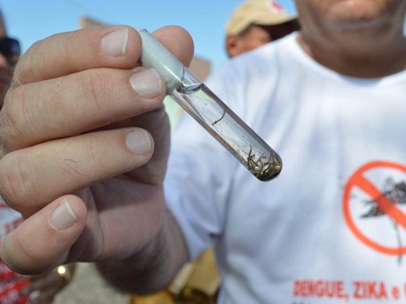 Os principais locais dos focos do mosquito continuam sendo dentro das residências, em pequenos reservatórios móveis, como vasos de plantas, bebedouros de animais, entre outros (Foto/Reprodução)