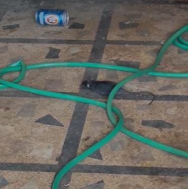 Segundo a denunciante, a casa tem forte cheiro, acúmulo de sujeira e presença de baratas, ratos e escorpiões (Foto/Reprodução)