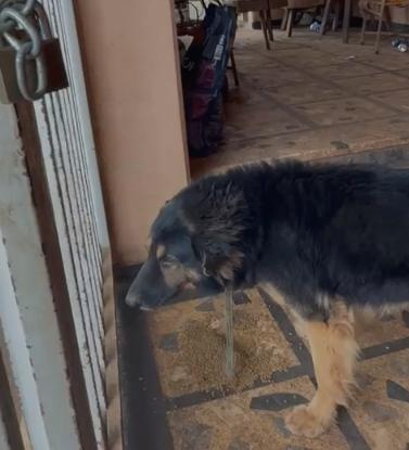 “A casa está praticamente abandonada, junto de um cachorro transtornado lá dentro. Está podre, com rato, barata, escorpião e um cheiro insuportável&#34;, afirma denunciante (Foto/Reprodução)