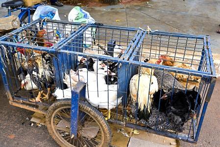 A proibição da venda de aves vivas nas feiras livres de Uberaba é uma das medidas adotadas no município pela Secretaria do Agronegócio (Foto/Reprodução)