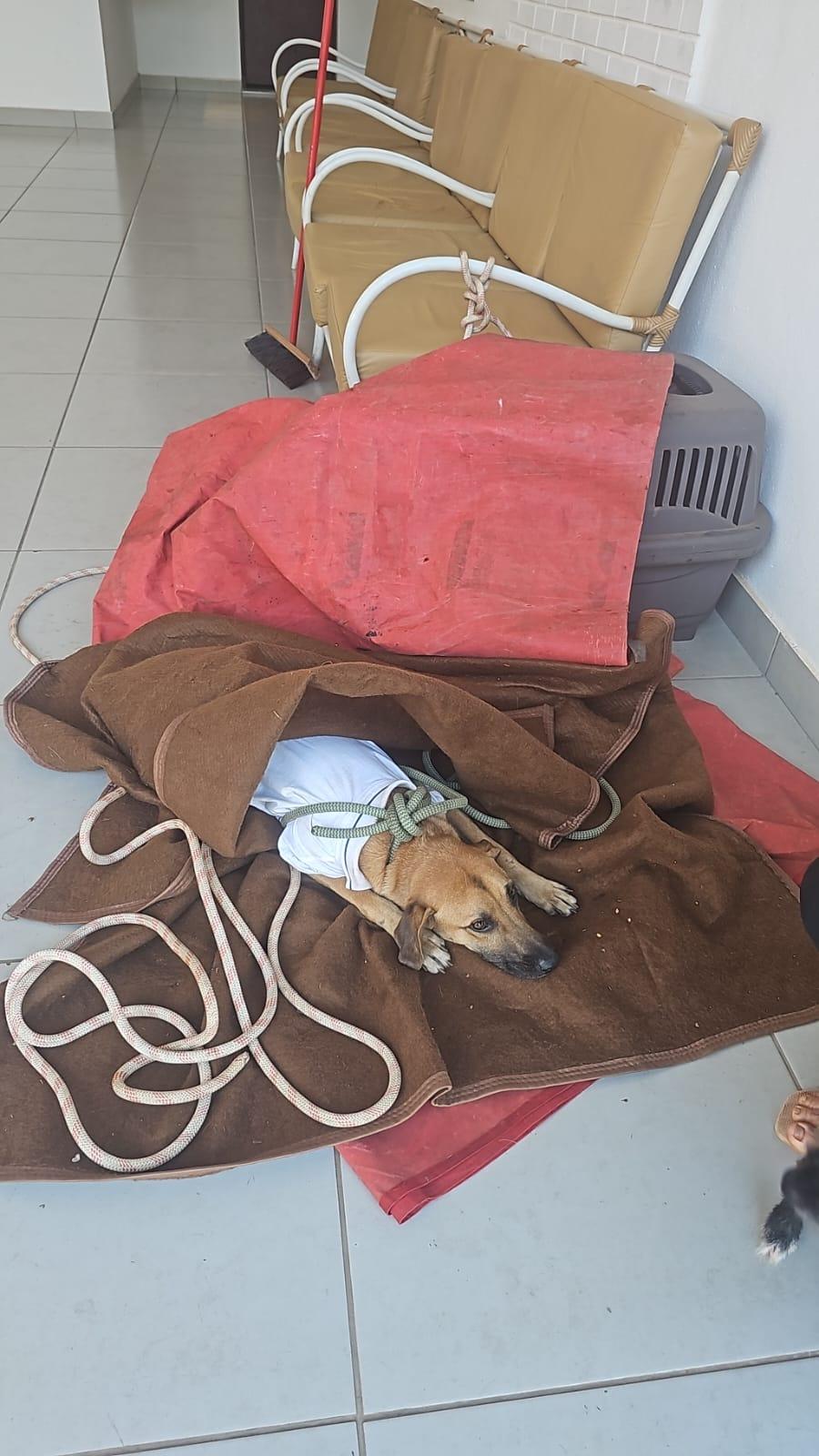 Cão foi resgatado após ter sido atropelado (Foto/Divulgação)