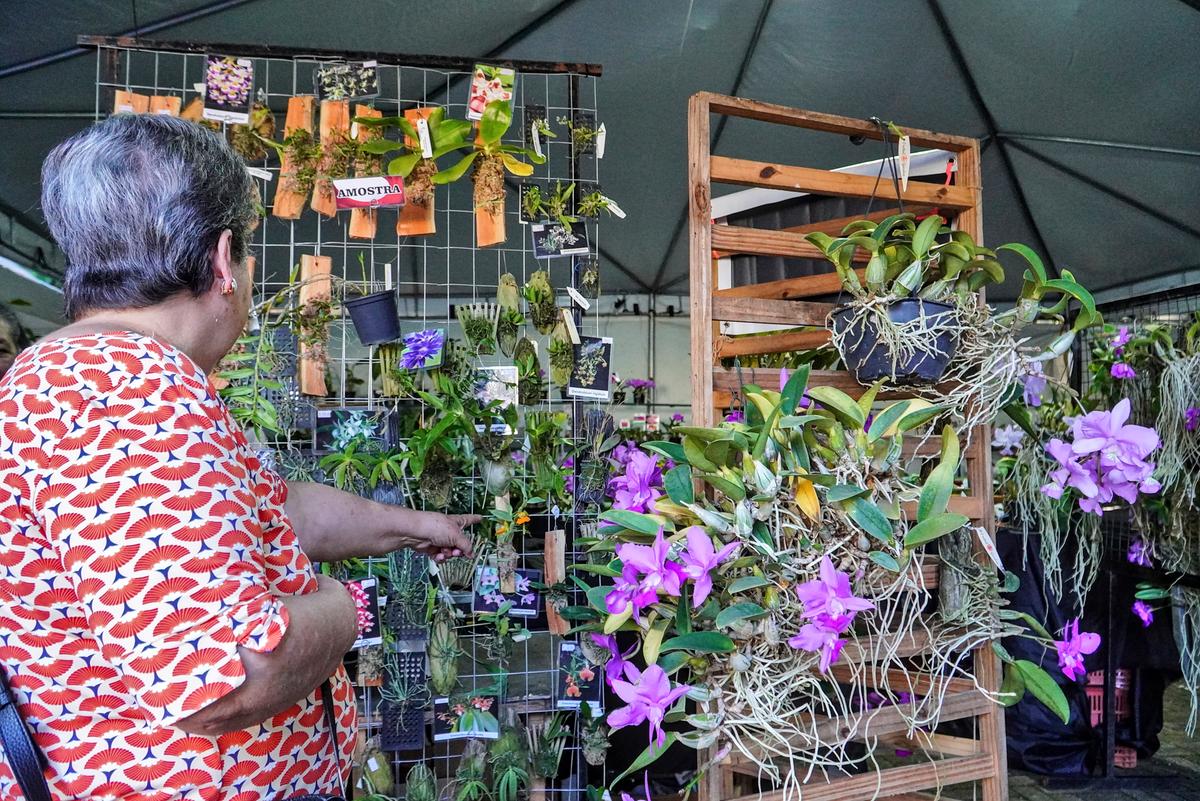 O público pode visitar a exposição e adquirir as orquídeas, além de receber uma muda de presente com a doação de dois litros de leite  (Foto//Lilian Veronezi/PMU)